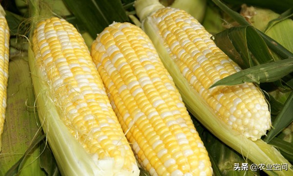 甜玉米可以食用还可以做饮料，甜玉米乳饮料加工工艺