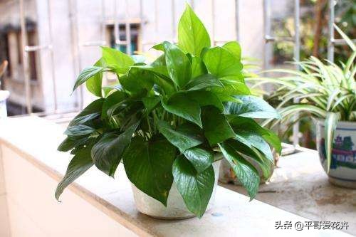 吊兰绿萝浇水的正确方法,吊兰绿萝黄叶怎么补救