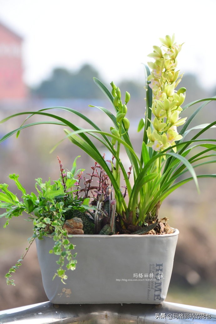 过年买点花,过年了买点什么花草