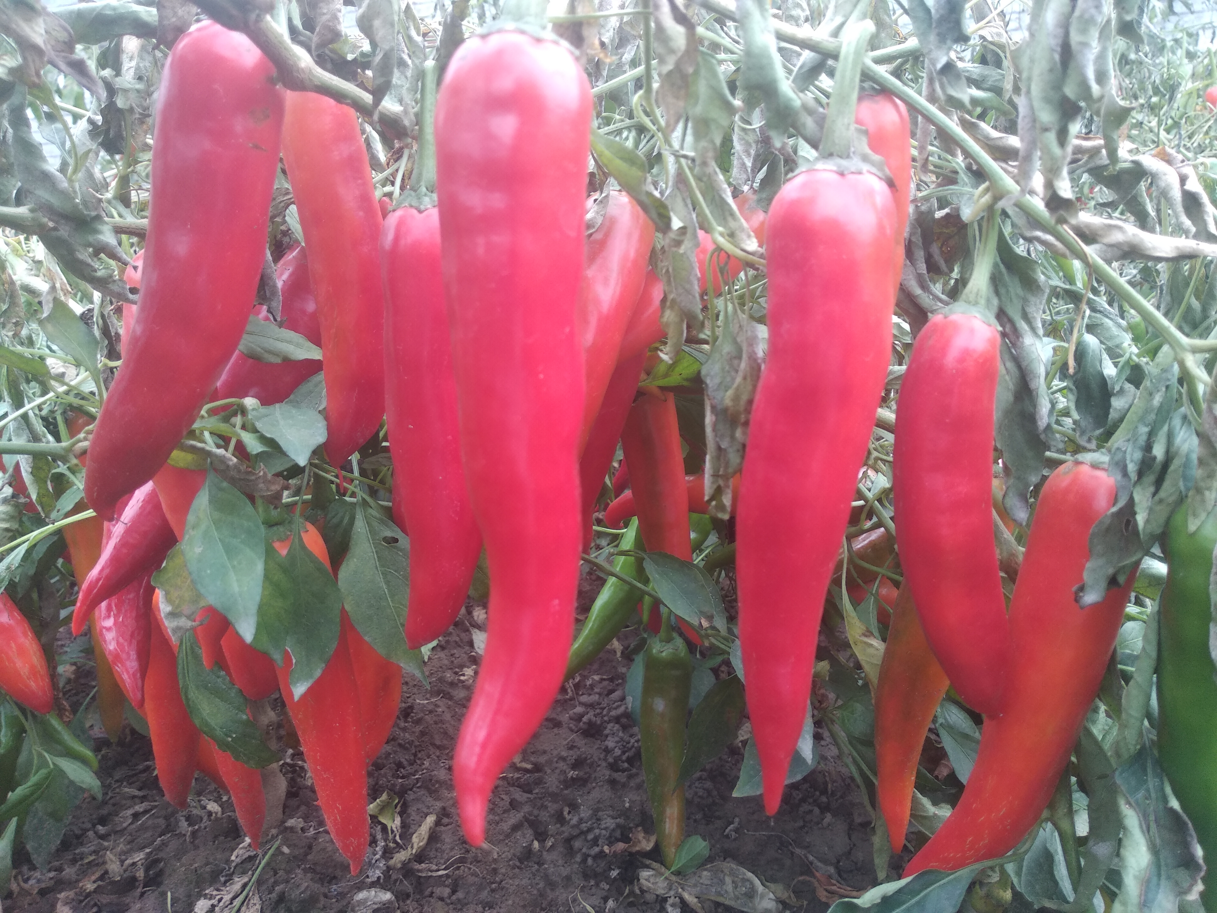 为什么城里都喜欢农村的东西 (好东西都在农村吗)