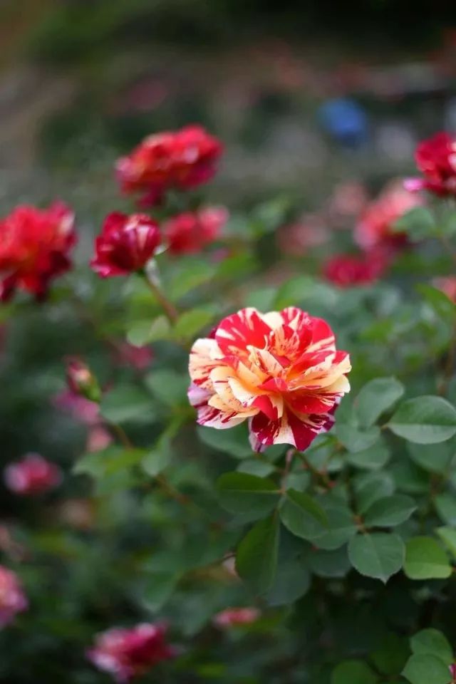 玫瑰月季怎么爆盆,玫瑰怎样爆侧芽