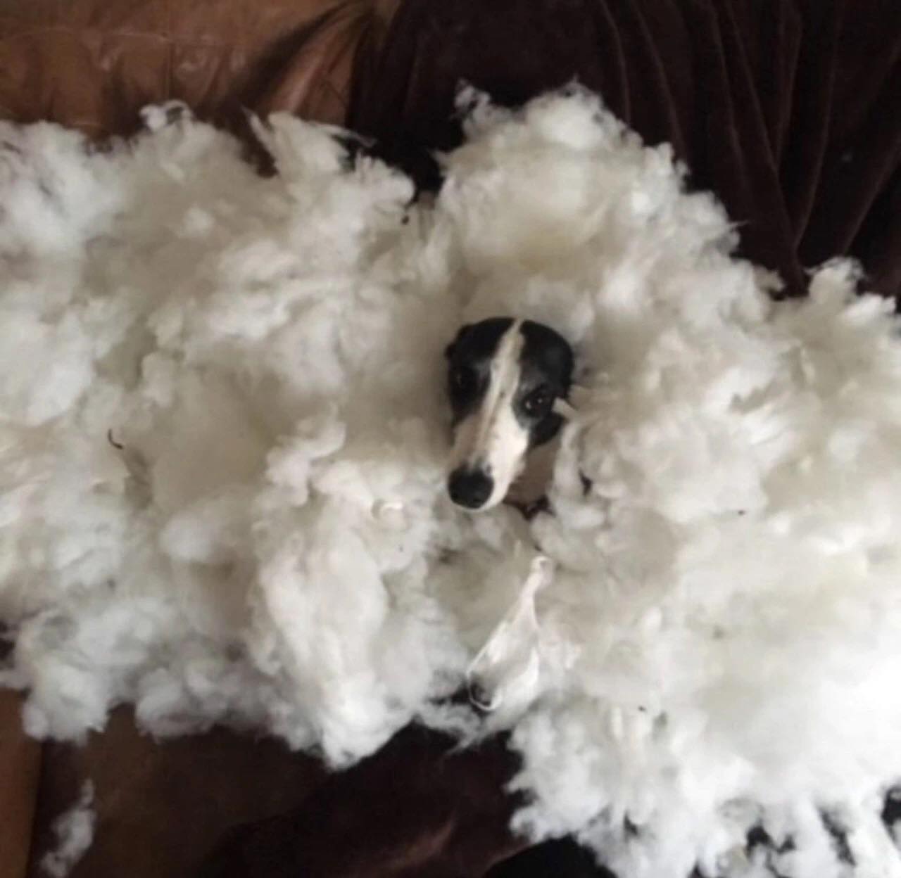 狗狗疯狂拆家完整版,狗狗拆家怎么来驯服它