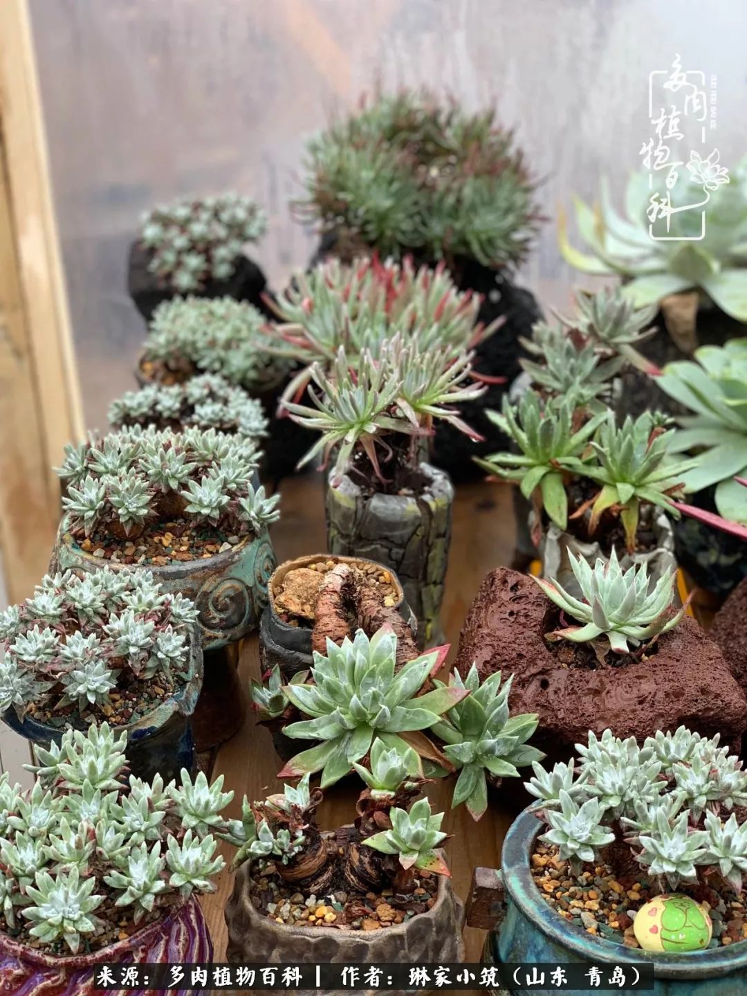 多肉冬季搬进屋里前需要浇水么,多肉过冬