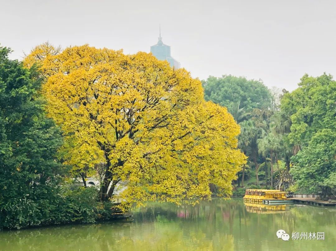 柳州的柳侯公园特色,柳州柳侯公园秋天美景