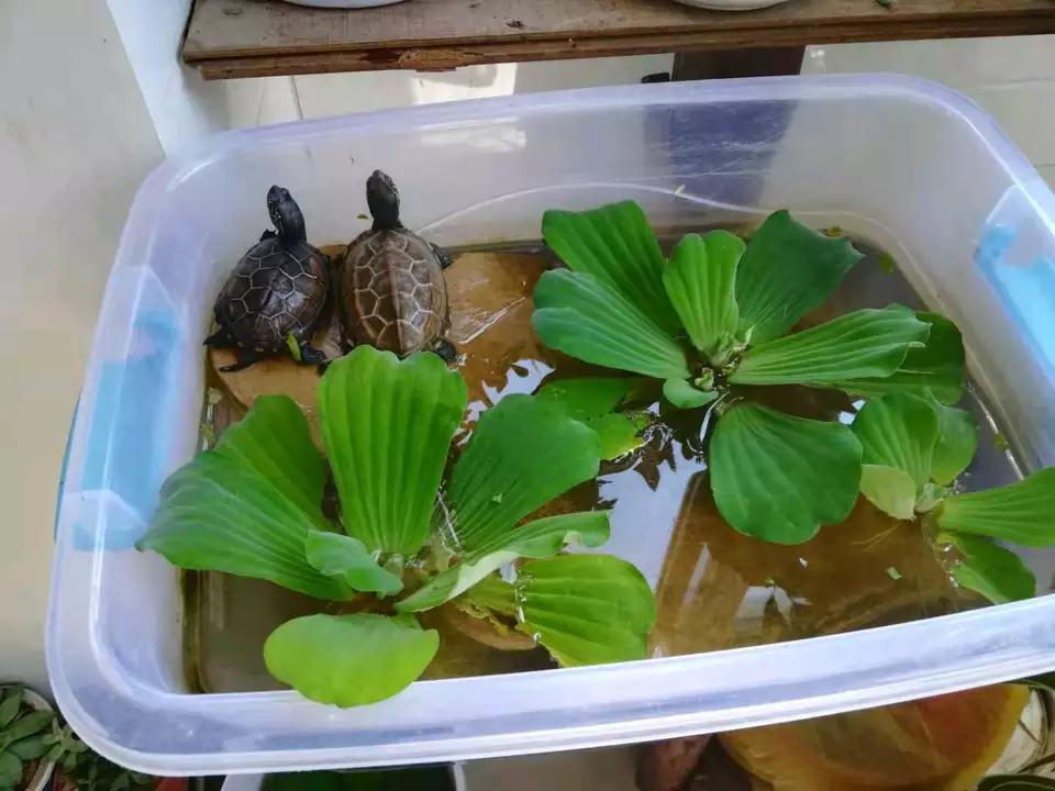 今天学习《龟的生活习性》