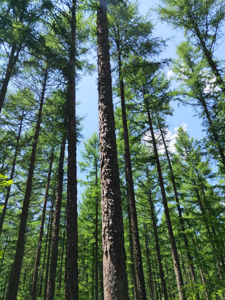 美丽的高岭塞罕坝,美丽的高岭朗诵