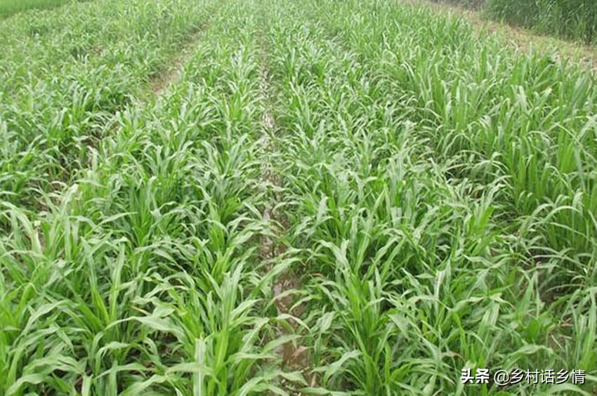 一亩玉米能挣500吗,一亩玉米收入