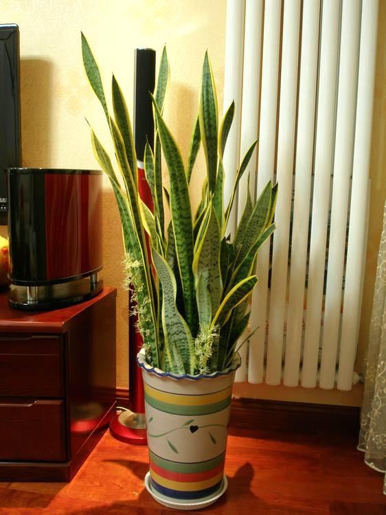 玉米芯施兰花肥,虎皮兰能用复合肥追肥吗