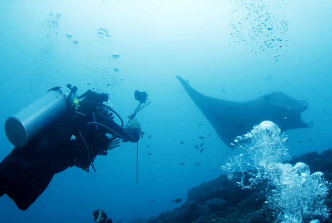 巨鲸轰炸机,鳐鱼战斗机
