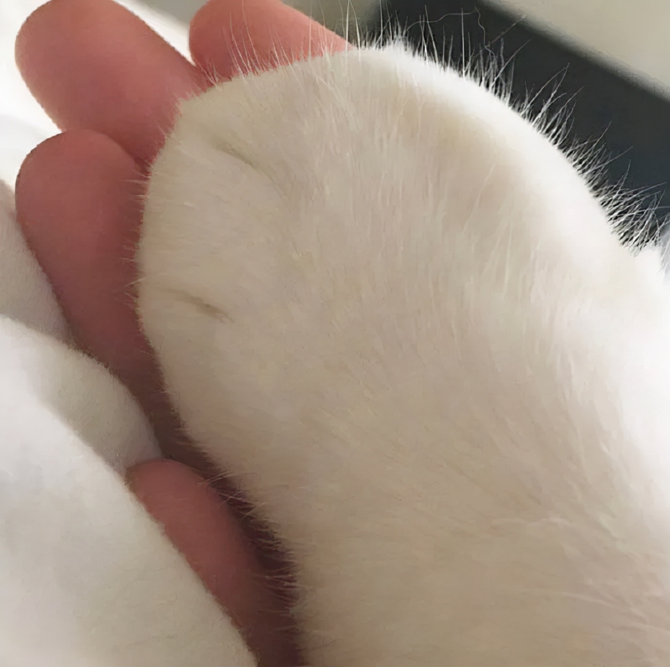 猫的终极凡尔赛：你的屏幕放不下我的腿