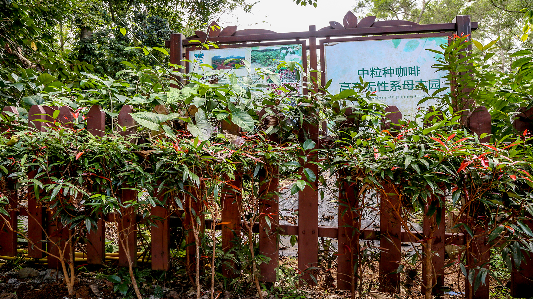 兴隆热带植物园里，到底藏了多少秘密