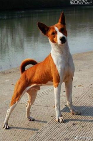 金毛禁养犬名单曲靖,曲靖麒麟区城区养犬标准规定