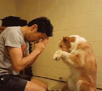 狗狗一兴奋就漏尿这是病吗,狗狗一兴奋就尿尿怎么回事