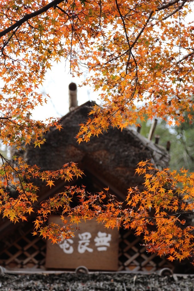 日本京都枫叶季旅游攻略,日本关西赏枫旅游攻略