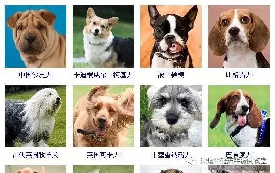 狗狗品种大全卡斯罗,雪纳瑞