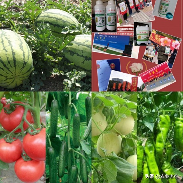 露天蔬菜种植技术大全秋葵,露天平台种植蔬菜