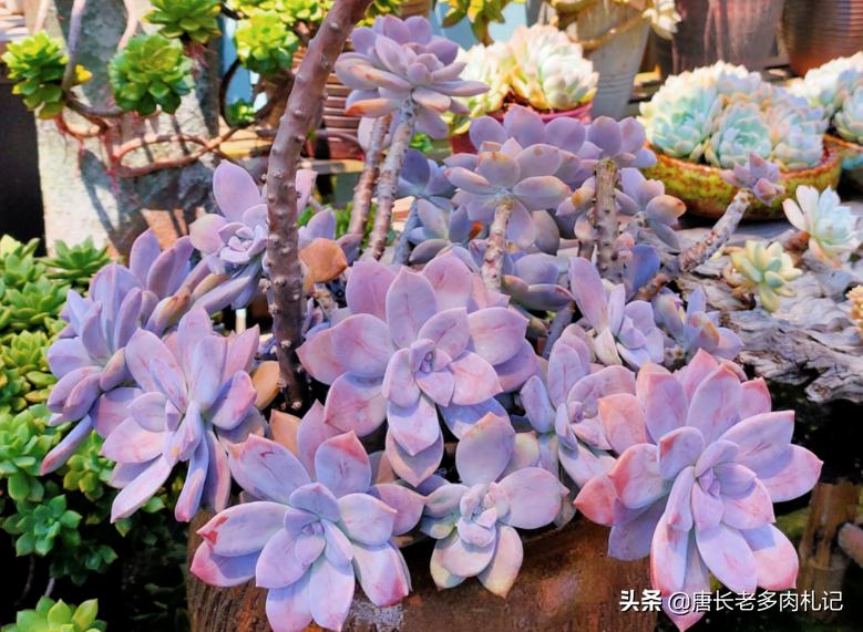 紫乐和华丽风车种一起可以吗,多肉华丽风车和粉兔