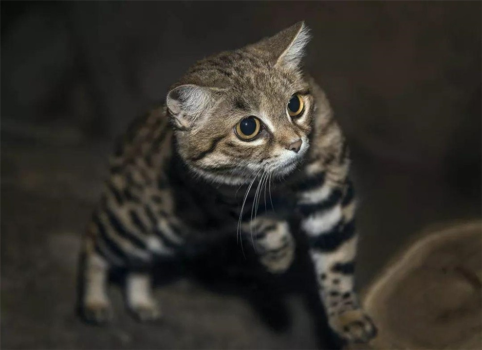 非洲最小的猫,猫科捕猎效率最高的“杀戮机器”,被全世界禁养