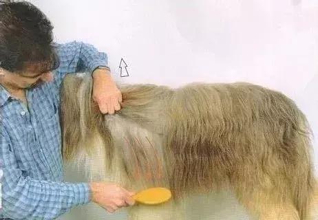长毛犬如何让毛不打结,长毛犬打理视频