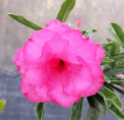 84个沙漠玫瑰品种，收起来慢慢看，待到来年春天选几种喜欢的养