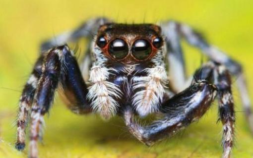 假如世界末日只能救一个人,假如末日来临你只能解救一个动物