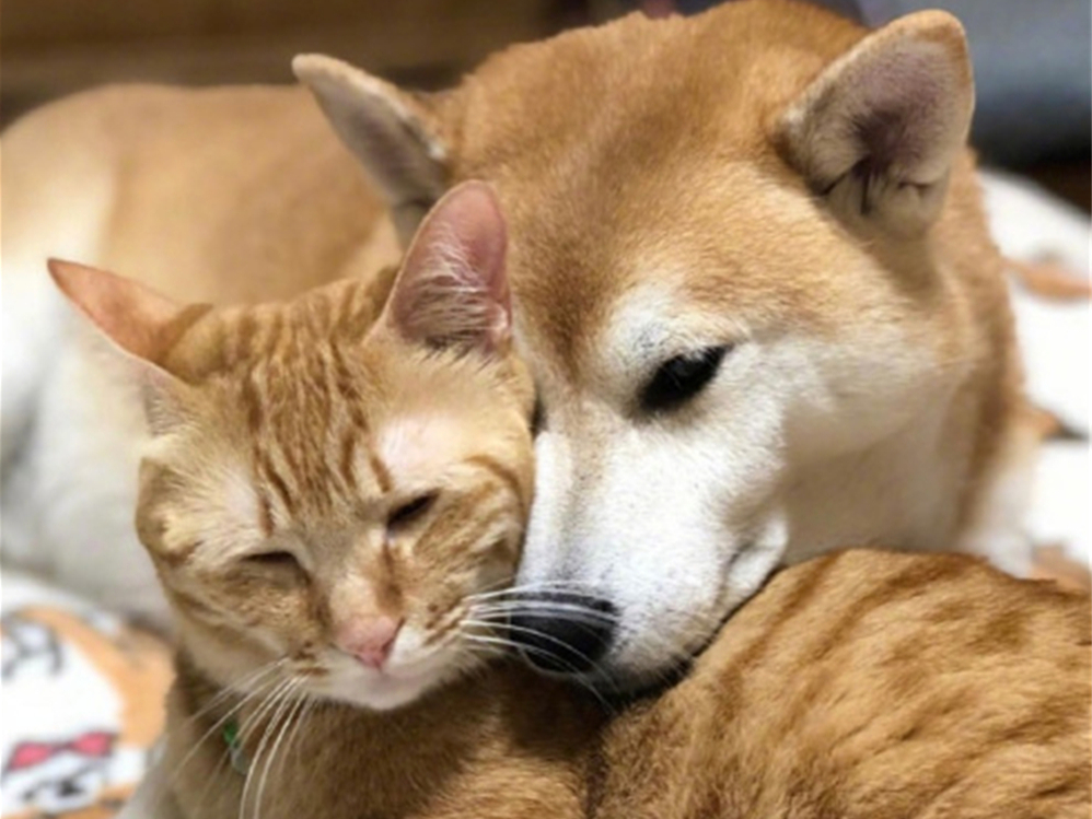 胖橘离奇暴瘦15斤，了解后才知，原是陪伴猫咪长大的柴犬过世了