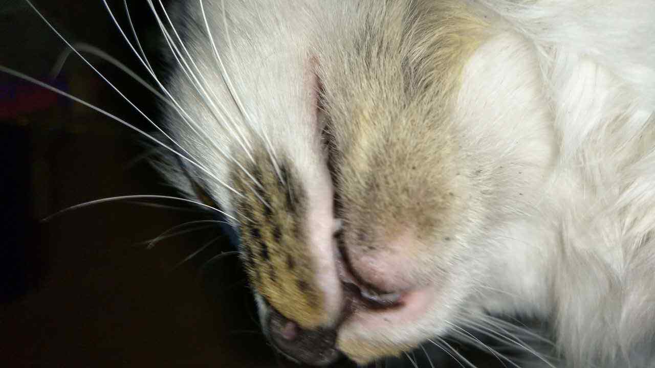 狗能吃含有牛磺酸的食物,狗吃猫粮会有什么后果