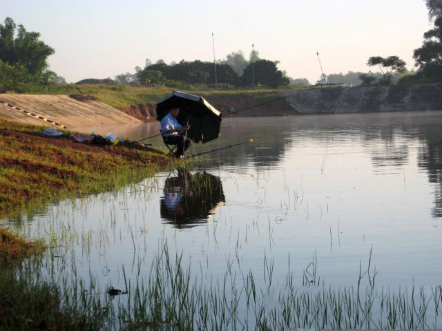 在两广地区，只要有此鱼存在的水域，钓鱼人断竿切线是常有的事