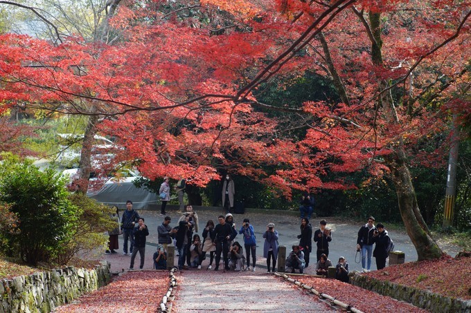 京都赏枫2022,京都赏枫必去景点有哪些好玩的