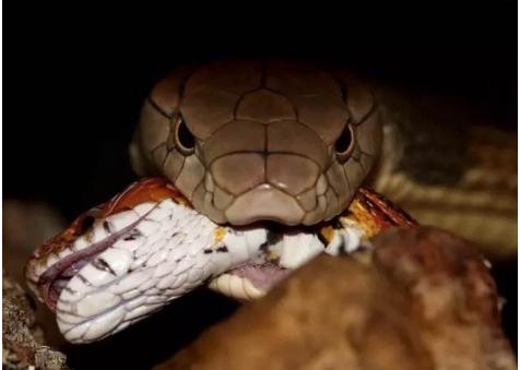 毒蛇排名前十的蛇短尾蛇,世界上的毒蛇王