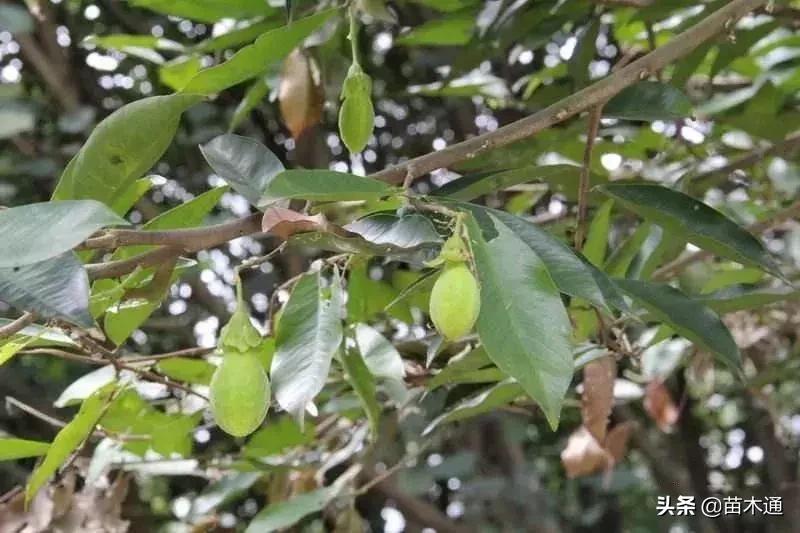 未来五年最值钱的树种,十大名贵树种多少钱