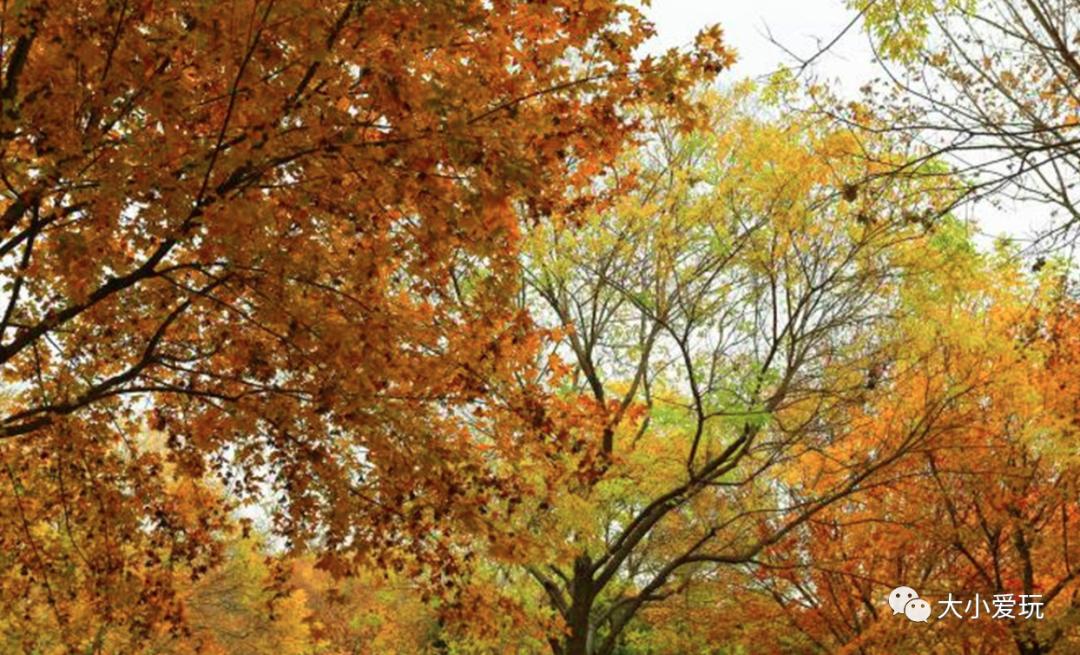 北京红螺寺银杏最佳观赏时间,北京赏银杏景区有哪些