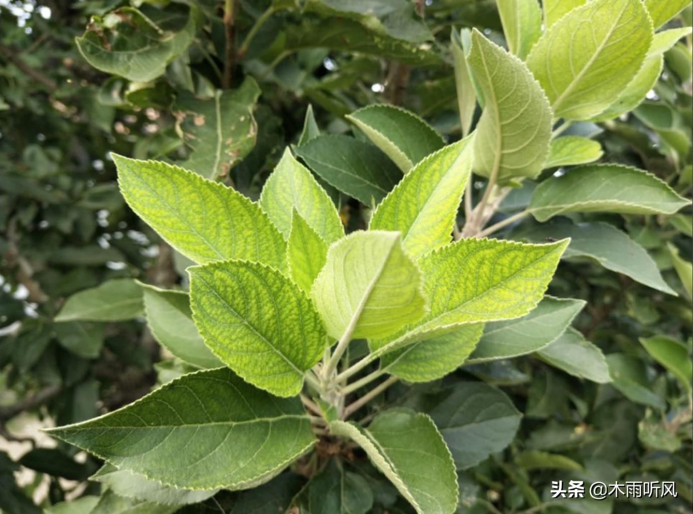 苹果树叶子边发黄,苹果树叶子发黄如何去除