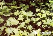 中药图片大全名称,中药图片大全带药名高清