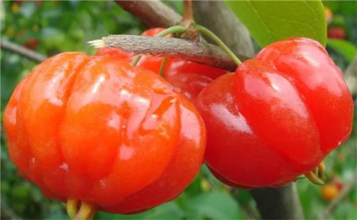 百种味道的果子,百种果实图片