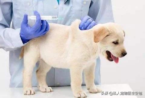 犬流感的症状和治疗方法,犬感冒的预防和治疗