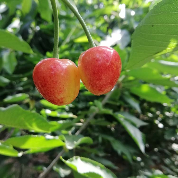 今年樱桃新品种有哪些,樱桃种植最新品种有哪些