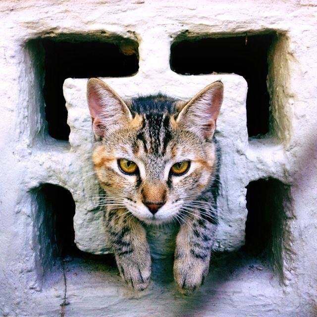 猫是不是液体动物 (戴伊丽莎白圈猫胡子会长长吗)