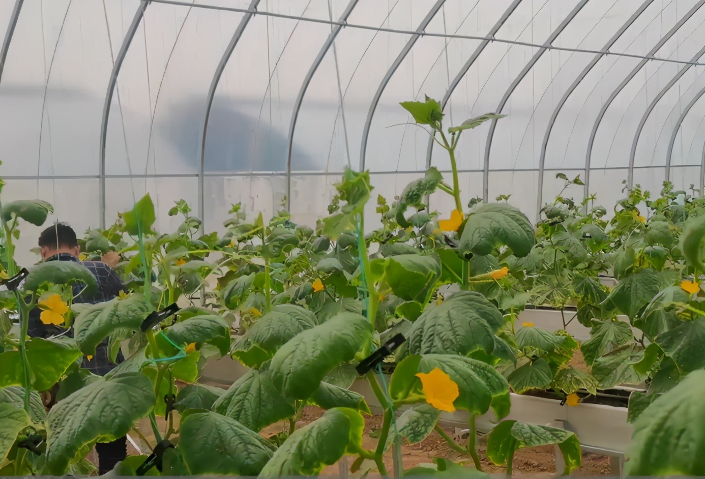 蔬菜叶子黄了要施什么化肥,蔬菜叶子发黄用小苏打加醋可以吗