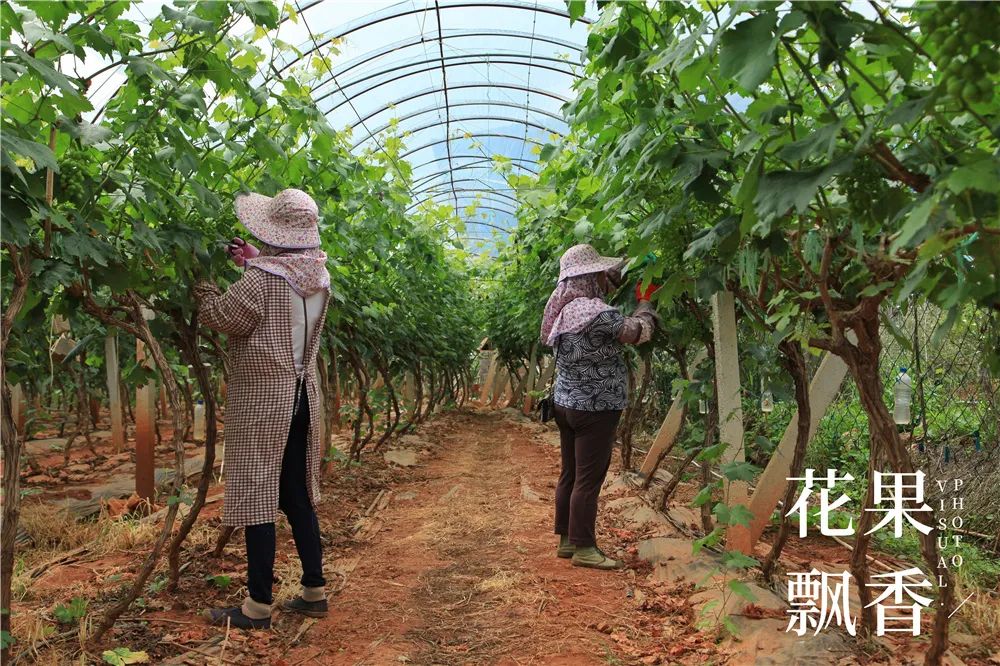 农业到底有多难,农业难果农难吗