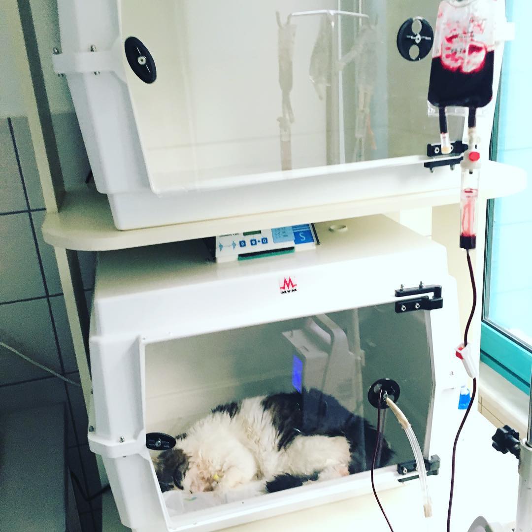 猫瘟热属于哪种病毒,猫瘟热什么症状