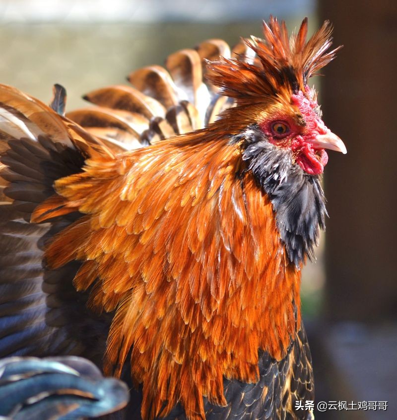 养鸡专用药配方大全,家庭养鸡必备三种常用药