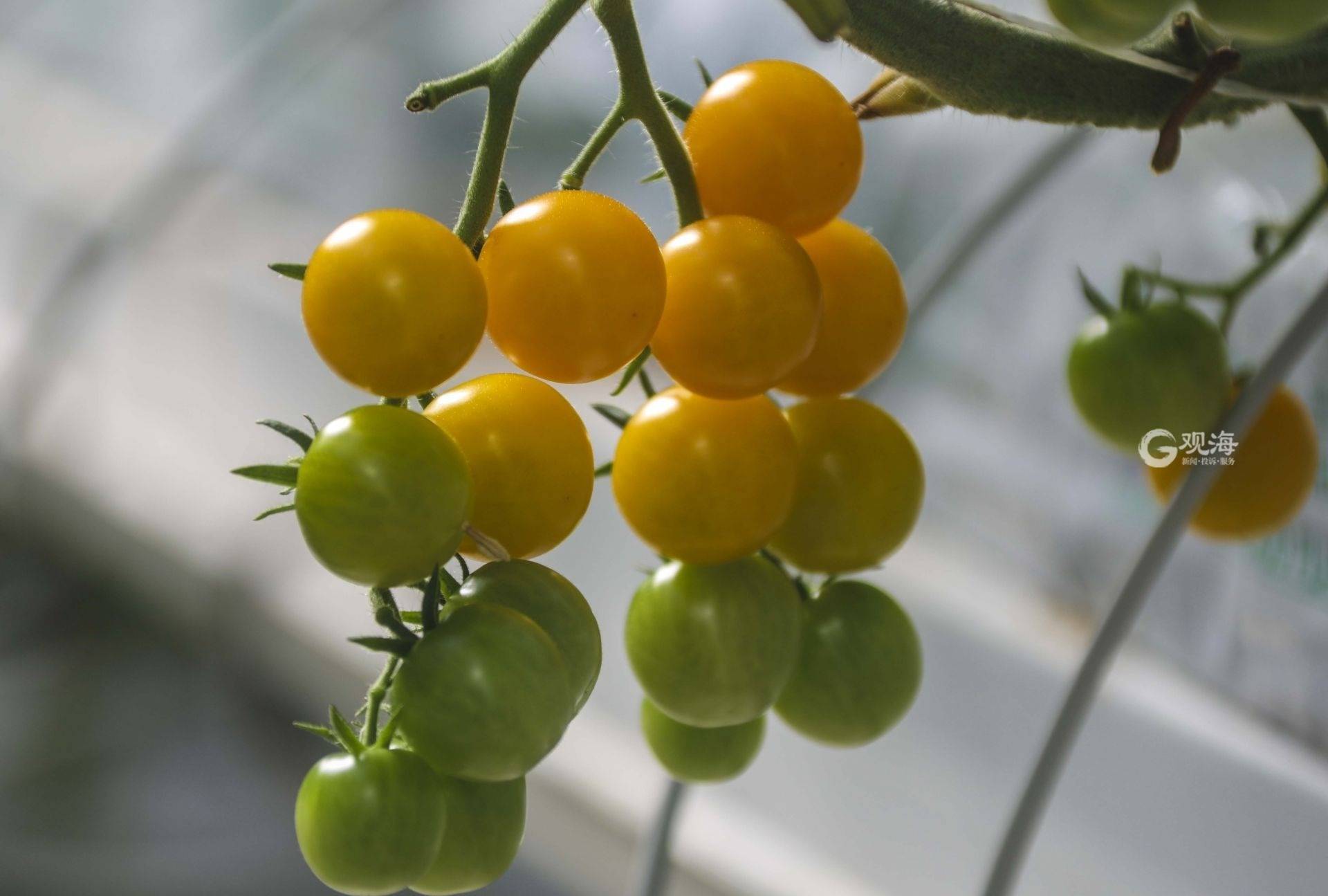 无土栽培有机无公害小番茄采摘园,无土栽培小番茄种植方法全过程