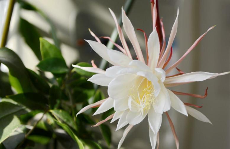 如何让昙花生长更快,昙花多开花的办法