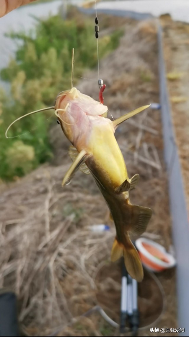 为什么大板鲫吃口很轻,大板鲫一般多少度吃口