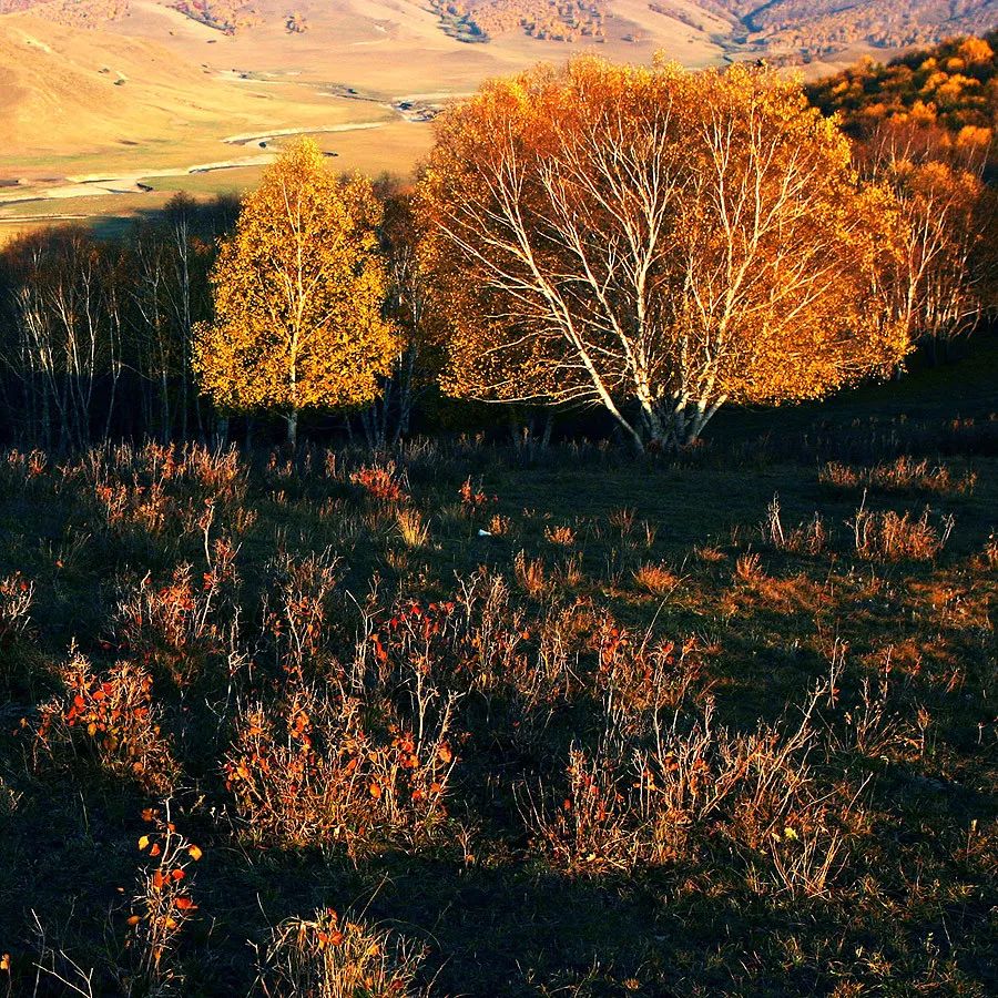 小林｜常恐秋风早，飘零君不知