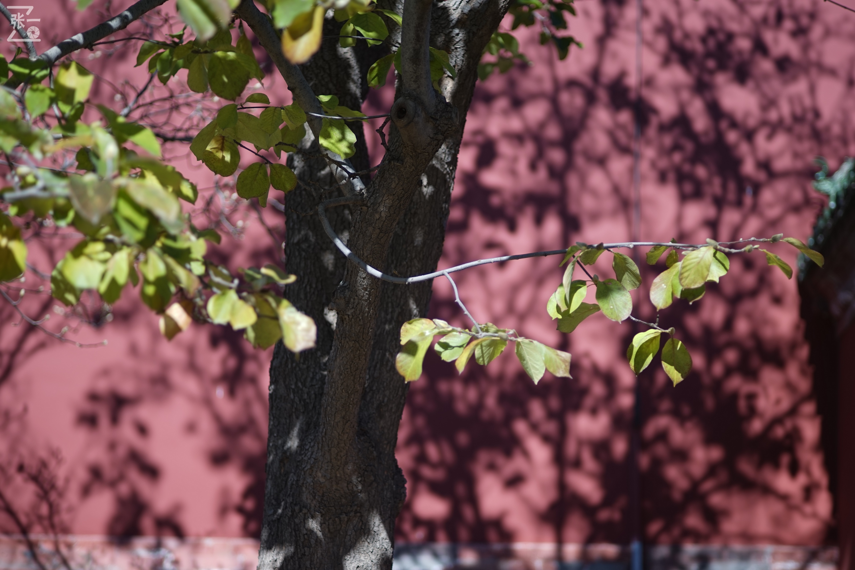 日本老镜头,canon老相机曝光