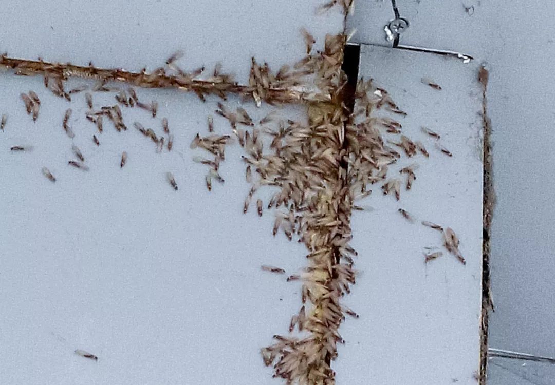 发现零星白蚁怎么处理,太仓室内白蚁预防费用多少