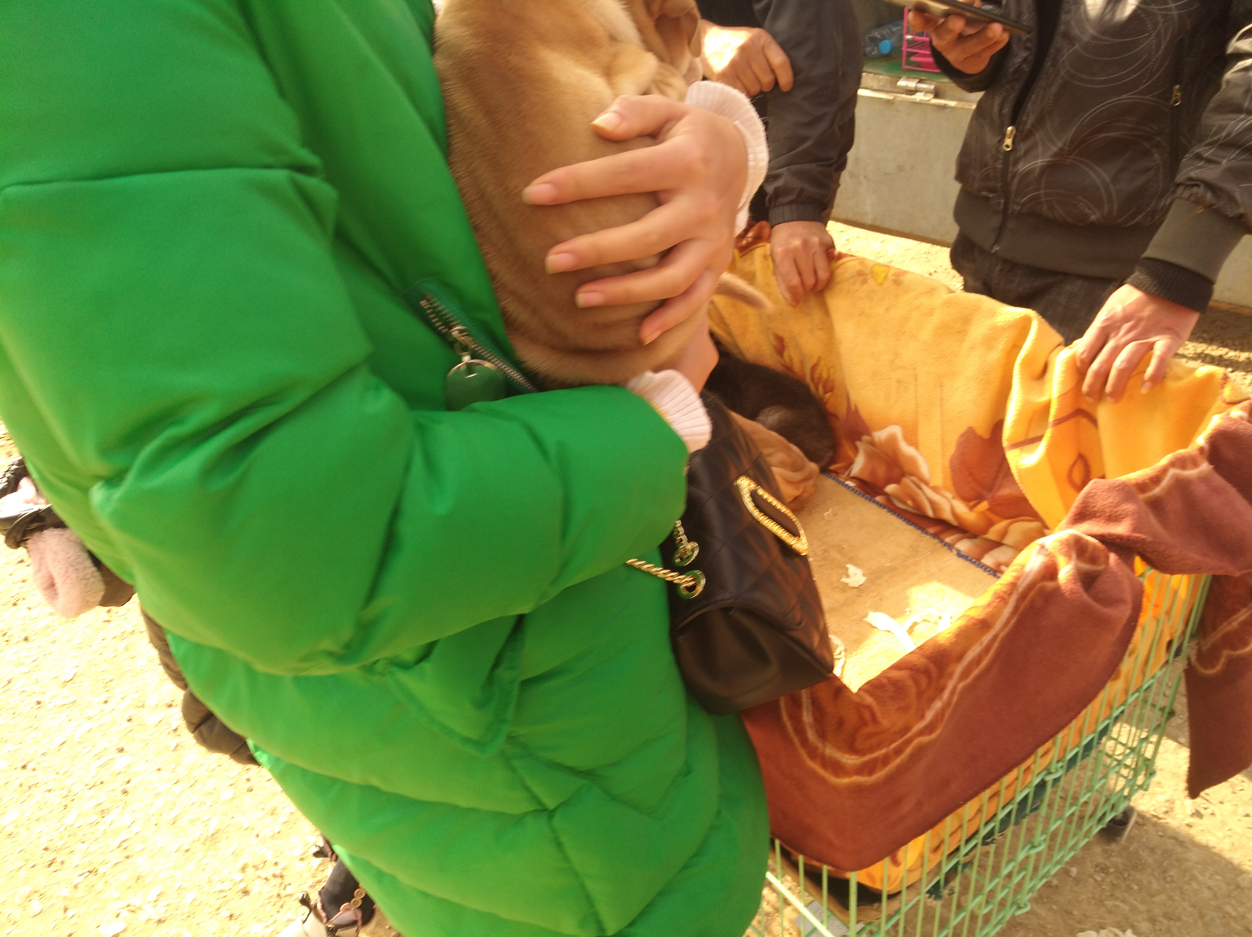 广东本土沙皮狗幼犬出售,沙皮狗幼犬出售同城