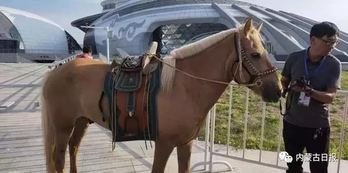 汗血宝马马术表演,汗血宝马蒙古马赛跑